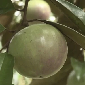 Green Star Apple Tree Live Plant - Chrysophyllum Cainito Fruit Tree - 24 Inches Tall - Image 3