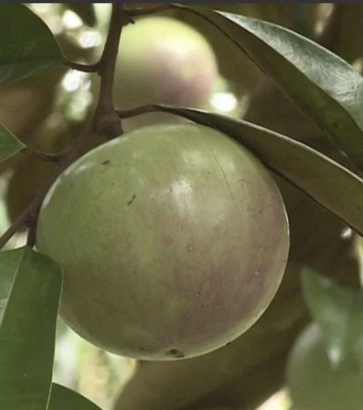 Green Star Apple Tree Live Plant - Chrysophyllum Cainito Fruit Tree - 24 Inches Tall - Image 3