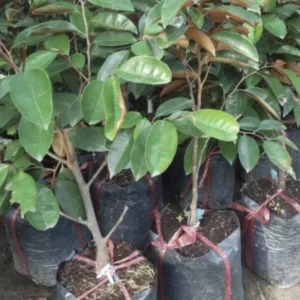 Green Star Apple Tree Live Plant - Chrysophyllum Cainito Fruit Tree - 24 Inches Tall - Image 6