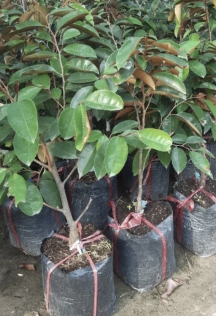 Green Star Apple Tree Live Plant - Chrysophyllum Cainito Fruit Tree - 24 Inches Tall - Image 6