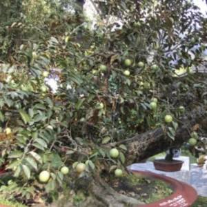 Green Star Apple Tree Live Plant - Chrysophyllum Cainito Fruit Tree - 24 Inches Tall - Image 7