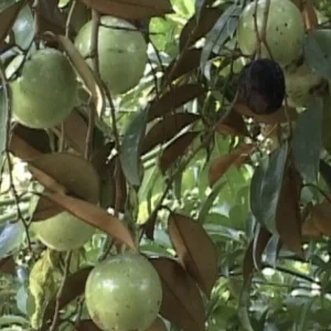 Green Star Apple Tree Live Plant - Chrysophyllum Cainito Fruit Tree - 24 Inches Tall - Image 8