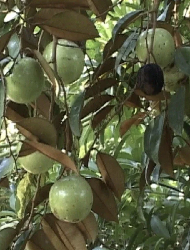 Green Star Apple Tree Live Plant - Chrysophyllum Cainito Fruit Tree - 24 Inches Tall - Image 8