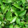 Green Tea Plant (Camellia Sinensis) Live Plant – 1-2 ft Tall in 6" Pot – Indoor/Outdoor - Image 1