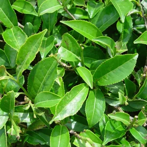 Green Tea Plant (Camellia Sinensis) Live Plant – 1-2 ft Tall in 6