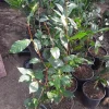 Green Tea Plant (Camellia Sinensis) Live Plant - 1 Ft Tall in 3" Pot - Image 1