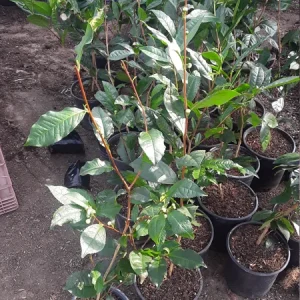Green Tea Plant (Camellia Sinensis) Live Plant - 1 Ft Tall in 3" Pot - Image 1