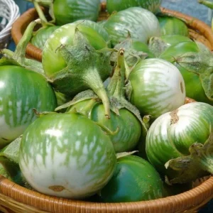 Green Thai Eggplant Seeds - Petch Siam Variety for Asian Cuisine - Image 2