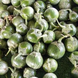 Green Thai Eggplant Seeds - Petch Siam Variety for Asian Cuisine - Image 3