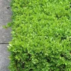Green Velvet Boxwood Live Plant - 2.5 inch Pot, 6-12 inch Height, Outdoor Shrub - Image 1
