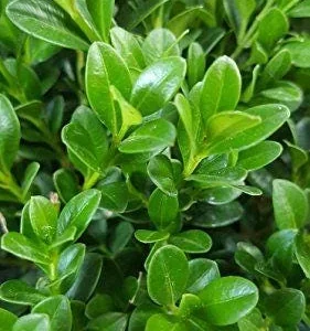 Green Velvet Boxwood Live Plant - 2.5 inch Pot, 6-12 inch Height, Outdoor Shrub - Image 2
