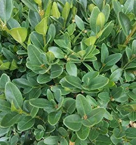 Green Velvet Boxwood Live Plant - 2.5 inch Pot, 6-12 inch Height, Outdoor Shrub - Image 3