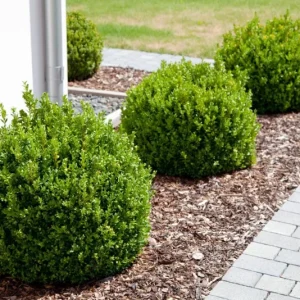Green Velvet Boxwood Live Plant – Quart Pot – Evergreen Shrub – USDA Zones 5-9 - Image 10