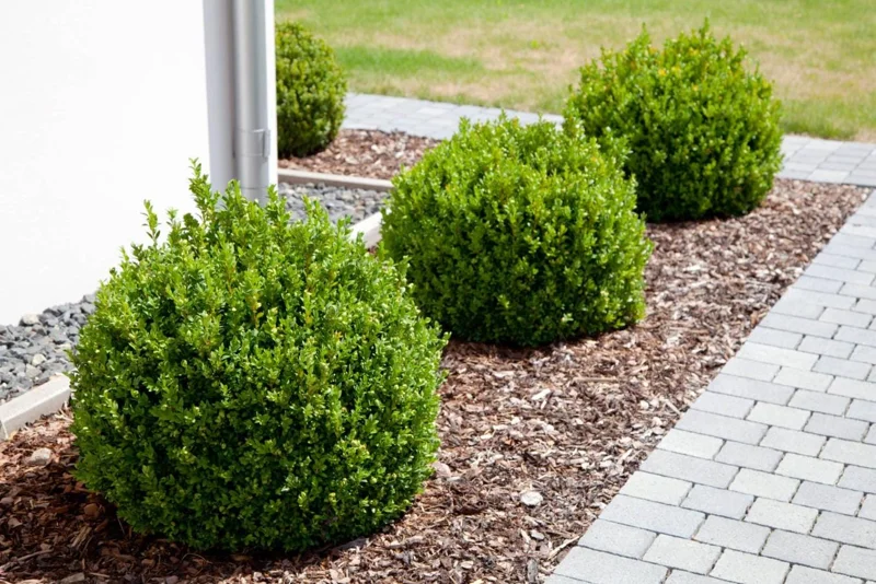Green Velvet Boxwood Live Plant – Quart Pot – Evergreen Shrub – USDA Zones 5-9 - Image 10