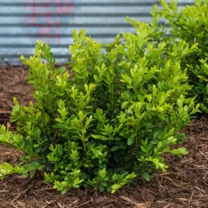 Green Velvet Boxwood Live Plant – Quart Pot – Evergreen Shrub – USDA Zones 5-9 - Image 2