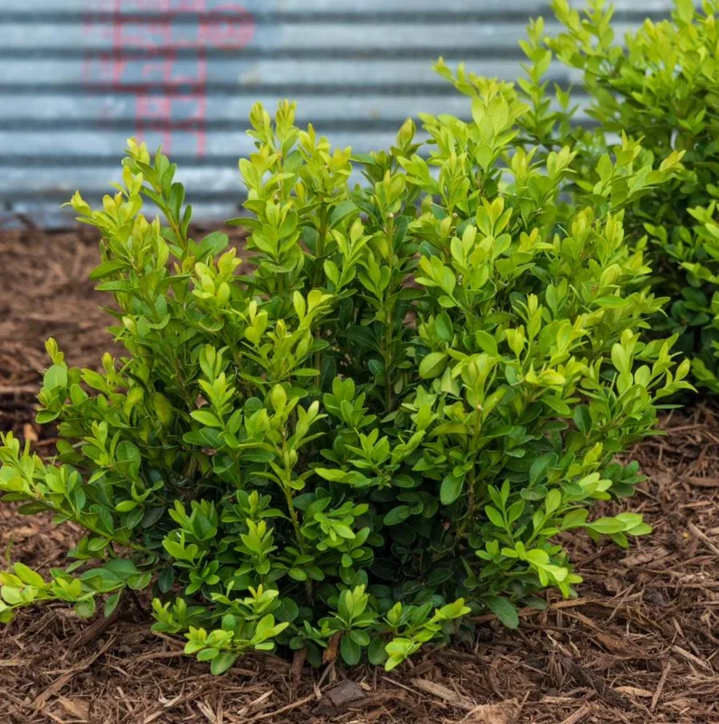 Green Velvet Boxwood Live Plant – Quart Pot – Evergreen Shrub – USDA Zones 5-9 - Image 2