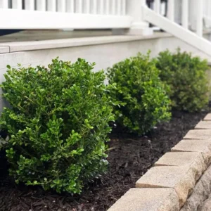 Green Velvet Boxwood Live Plant – Quart Pot – Evergreen Shrub – USDA Zones 5-9 - Image 3