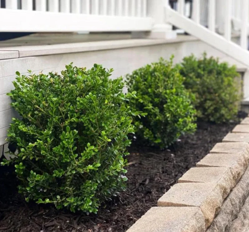 Green Velvet Boxwood Live Plant – Quart Pot – Evergreen Shrub – USDA Zones 5-9 - Image 3