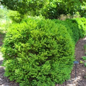 Green Velvet Boxwood Live Plant – Quart Pot – Evergreen Shrub – USDA Zones 5-9 - Image 4