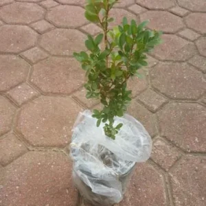 Green Velvet Boxwood Live Plant – Quart Pot – Evergreen Shrub – USDA Zones 5-9 - Image 5