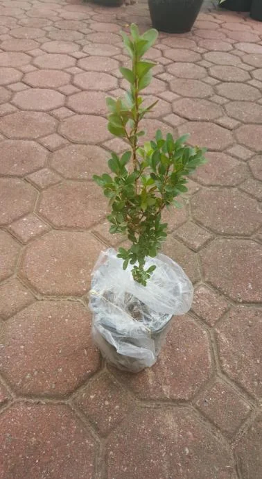 Green Velvet Boxwood Live Plant – Quart Pot – Evergreen Shrub – USDA Zones 5-9 - Image 5