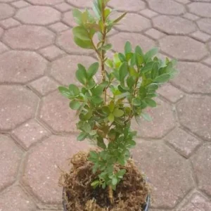 Green Velvet Boxwood Live Plant – Quart Pot – Evergreen Shrub – USDA Zones 5-9 - Image 6