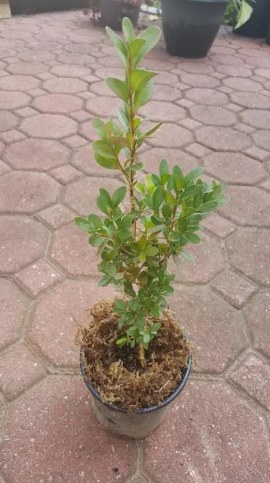 Green Velvet Boxwood Live Plant – Quart Pot – Evergreen Shrub – USDA Zones 5-9 - Image 6