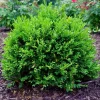 Green Velvet Boxwood Live Plant – Quart Pot – Evergreen Shrub – USDA Zones 5-9 - Image 1