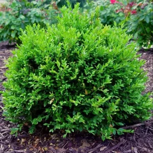 Green Velvet Boxwood Live Plant – Quart Pot – Evergreen Shrub – USDA Zones 5-9 - Image 1
