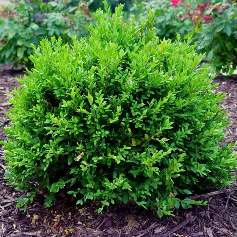 Green Velvet Boxwood Live Plant – Quart Pot – Evergreen Shrub – USDA Zones 5-9 - Image 1