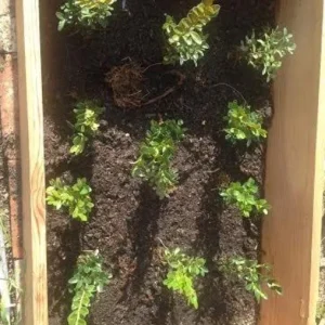 Green Velvet Boxwood Live Plant – Quart Pot – Evergreen Shrub – USDA Zones 5-9 - Image 7