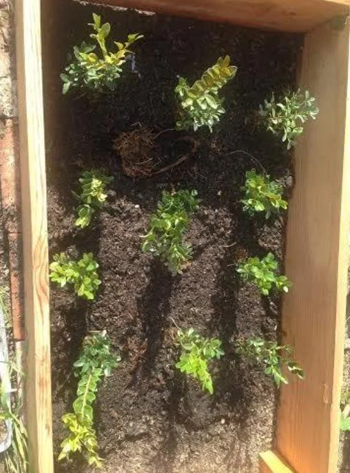 Green Velvet Boxwood Live Plant – Quart Pot – Evergreen Shrub – USDA Zones 5-9 - Image 7