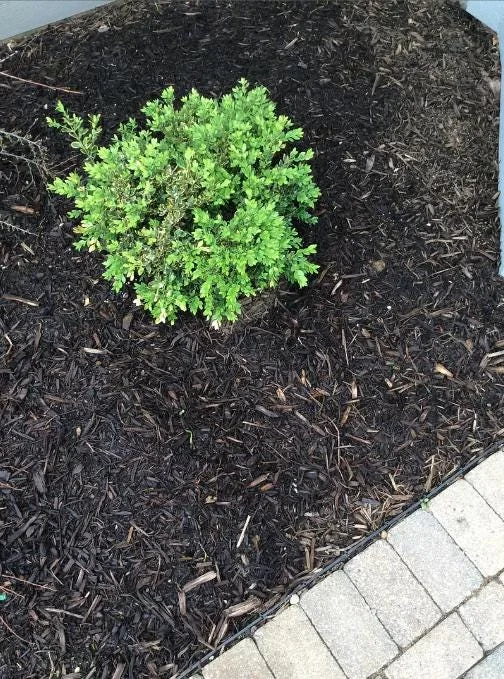 Green Velvet Boxwood Live Plant – Quart Pot – Evergreen Shrub – USDA Zones 5-9 - Image 9