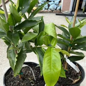 Green Wax Apple Live Fruit Tree - Jumbu (Air Layer) - Outdoor, Almost 3ft Tall - Image 3