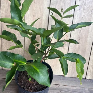 Green Wax Apple Live Plant - Syzygium Samarangense Tree, 3 Gallon Pot - Image 3