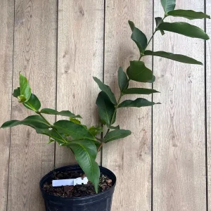 Green Wax Apple Live Plant - Syzygium Samarangense Tree, 3 Gallon Pot - Image 5