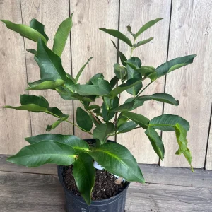 Green Wax Apple Live Plant - Syzygium Samarangense Tree, 3 Gallon Pot - Image 8