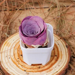 Greenovia Aurea Cherries Rose Live Succulent Plant – 2 inch – Easy Care - Image 2