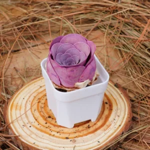 Greenovia Aurea Cherries Rose Live Succulent Plant – 2 inch – Easy Care - Image 3