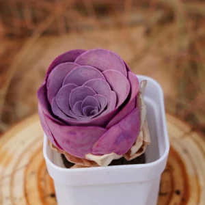 Greenovia Aurea Cherries Rose Live Succulent Plant – 2 inch – Easy Care - Image 1