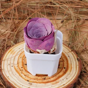 Greenovia Aurea Cherries Rose Live Succulent Plant – 2 inch – Easy Care - Image 4