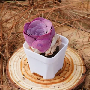 Greenovia Aurea Cherries Rose Live Succulent Plant – 2 inch – Easy Care - Image 5