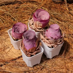 Greenovia Aurea Cherries Rose Live Succulent Plant – 2 inch – Easy Care - Image 7