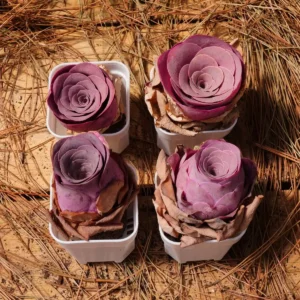 Greenovia Aurea Cherries Rose Live Succulent Plant – 2 inch – Easy Care - Image 9