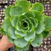 Greenovia Aurea Succulent Plant - Live Drought-Tolerant Succulent - Image 1