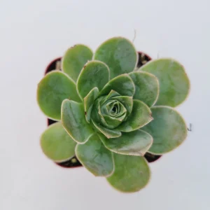 Greenovia Aurea Succulent Plant - Live Drought-Tolerant Succulent - Image 5