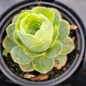 Greenovia Aurea Succulent Plant - Live Drought-Tolerant Succulent - Image 7