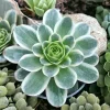 Greenovia Aurea Variegata Succulent Live Plant - Rare Rosette Cactus - Image 1