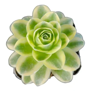 Greenovia Aurea Variegata Succulent Live Plant - Rare Rosette Cactus - Image 2