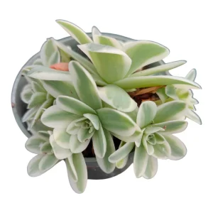 Greenovia Aurea Variegata Succulent Live Plant - Rare Rosette Cactus - Image 3